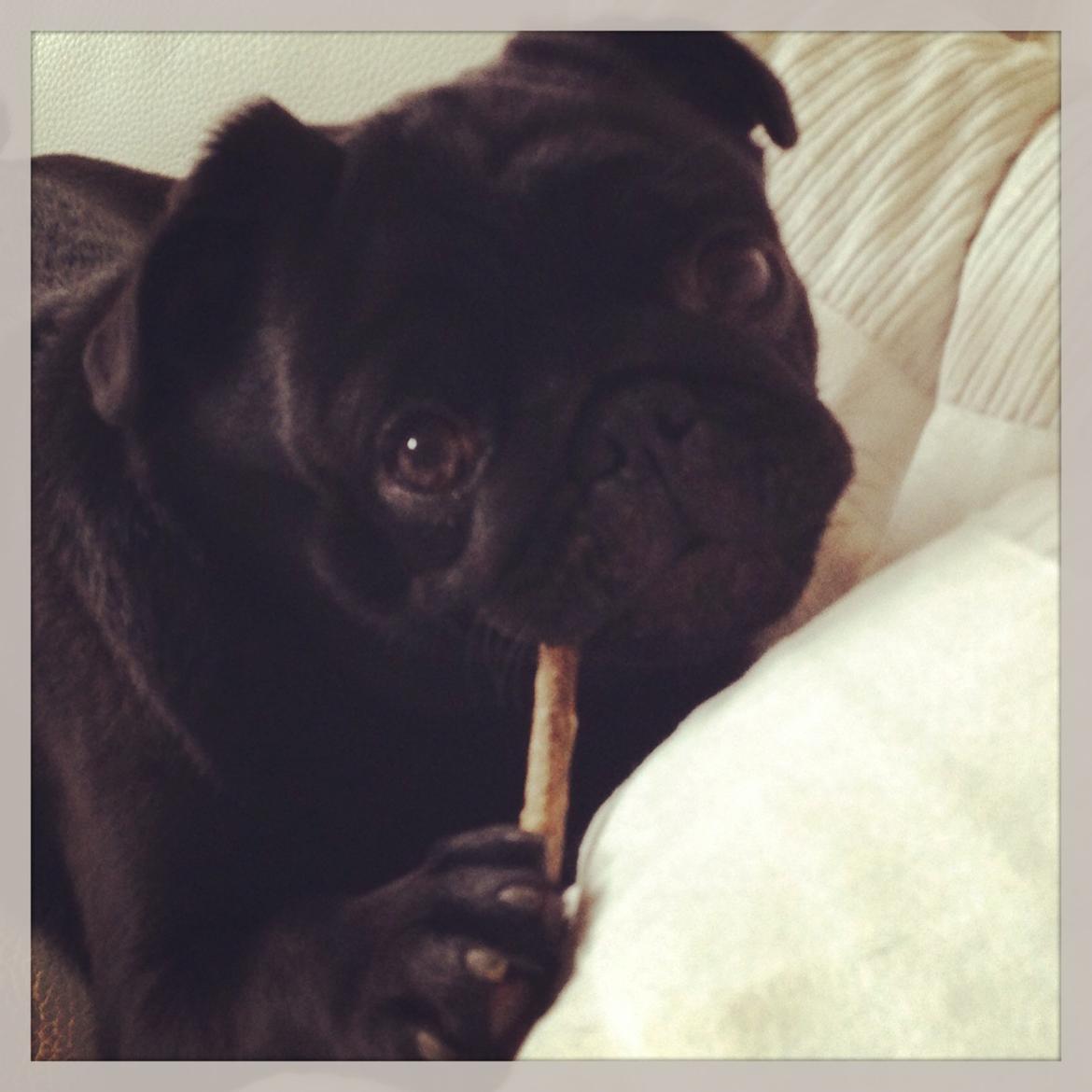 Mops Charlie billede 2