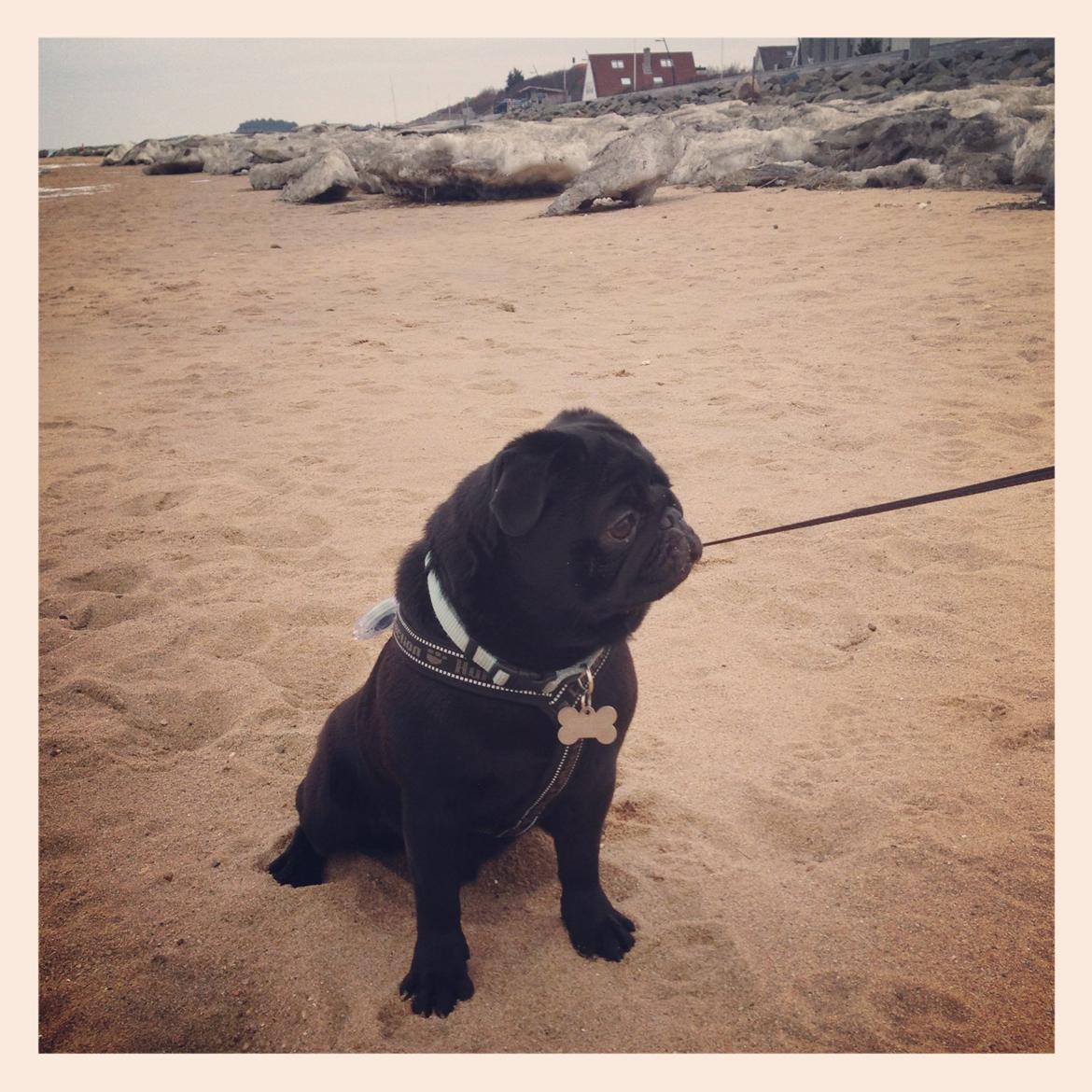 Mops Charlie billede 20