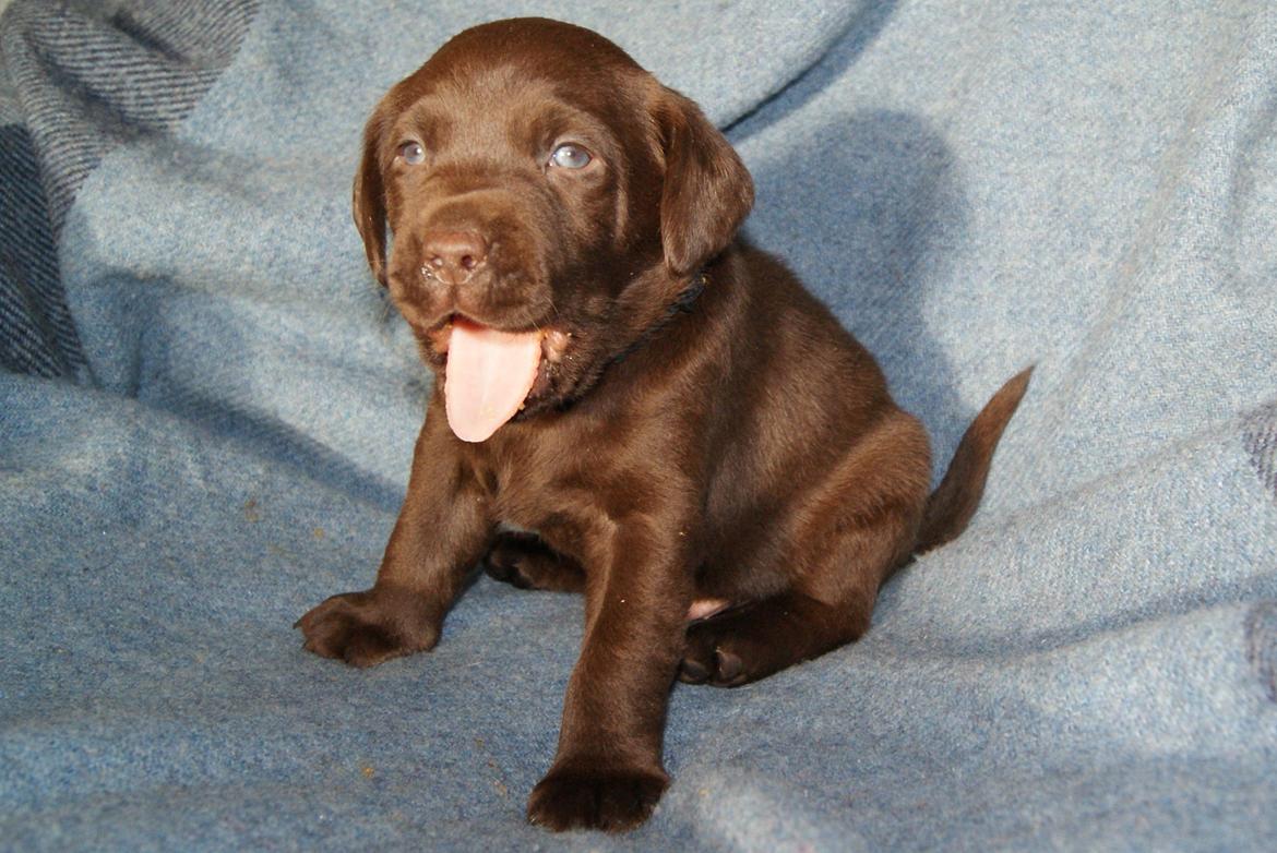 Labrador retriever KENTO - 4 uger billede 13
