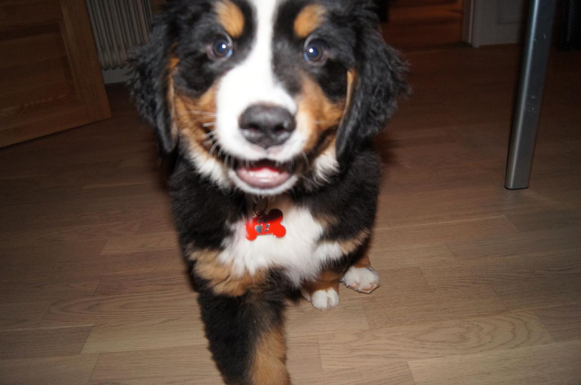 Berner sennenhund Amy billede 6