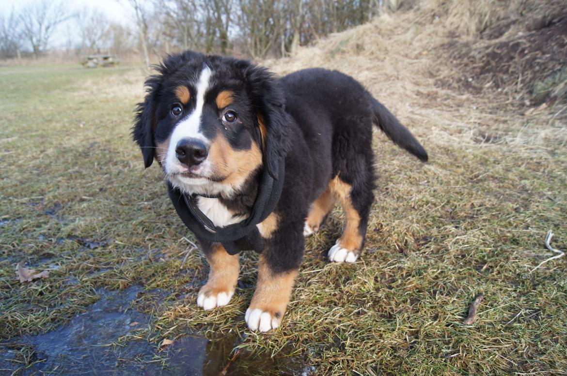 Berner sennenhund Amy billede 7