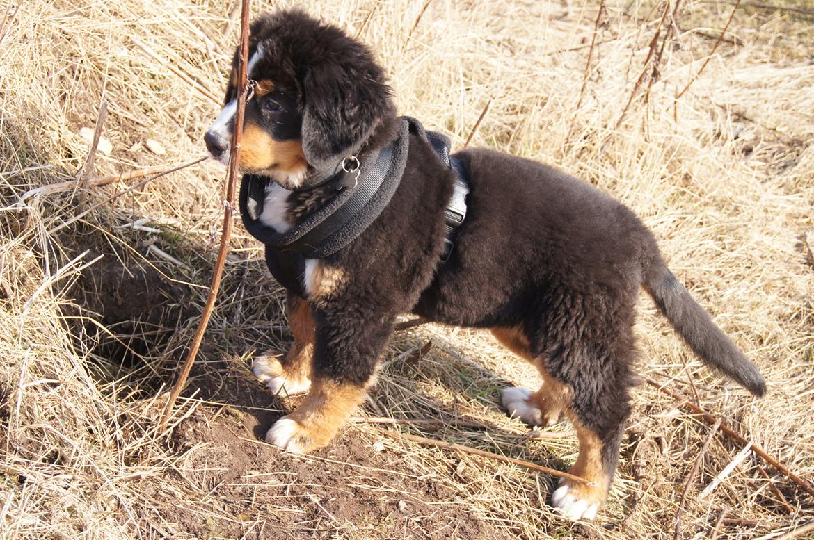 Berner sennenhund Amy billede 8