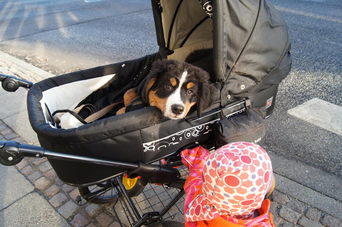 Berner sennenhund Amy billede 9