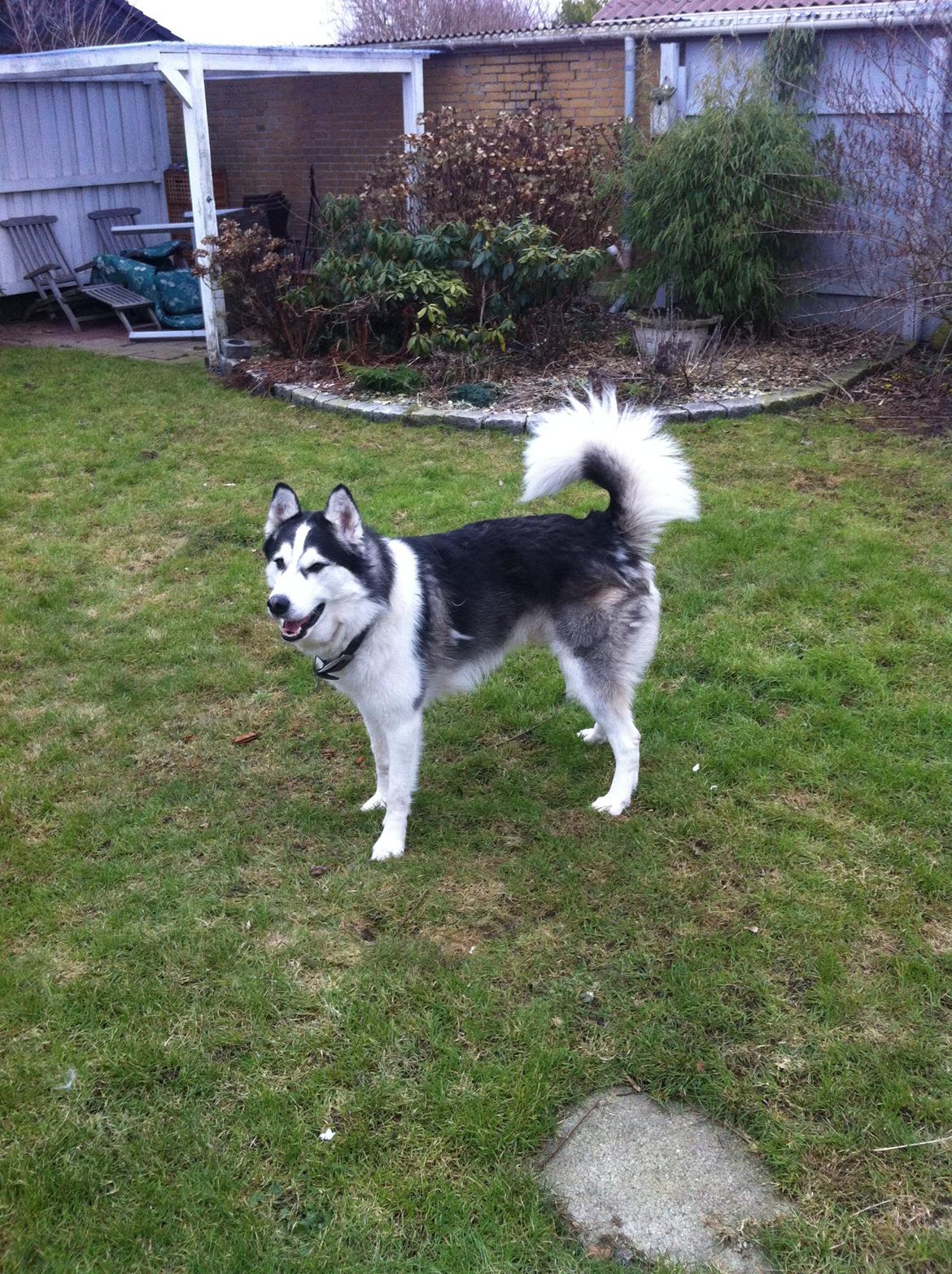 Siberian husky Kenzo - 28/02-2013 billede 16