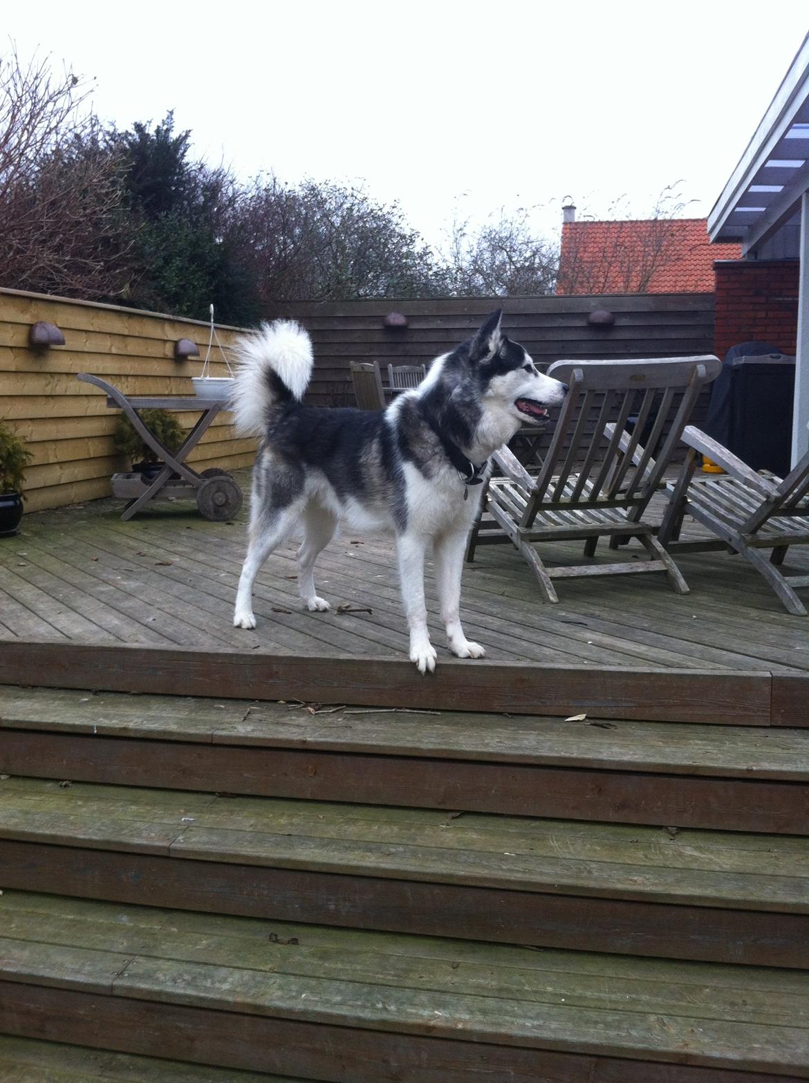 Siberian husky Kenzo - 28/02-2013 billede 17