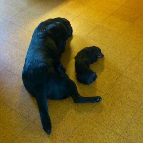 Dværggravhund Zenta - Hygge sammen med min "kæreste" vi er som Gøg og Gokke når vi er sammen :-) billede 5