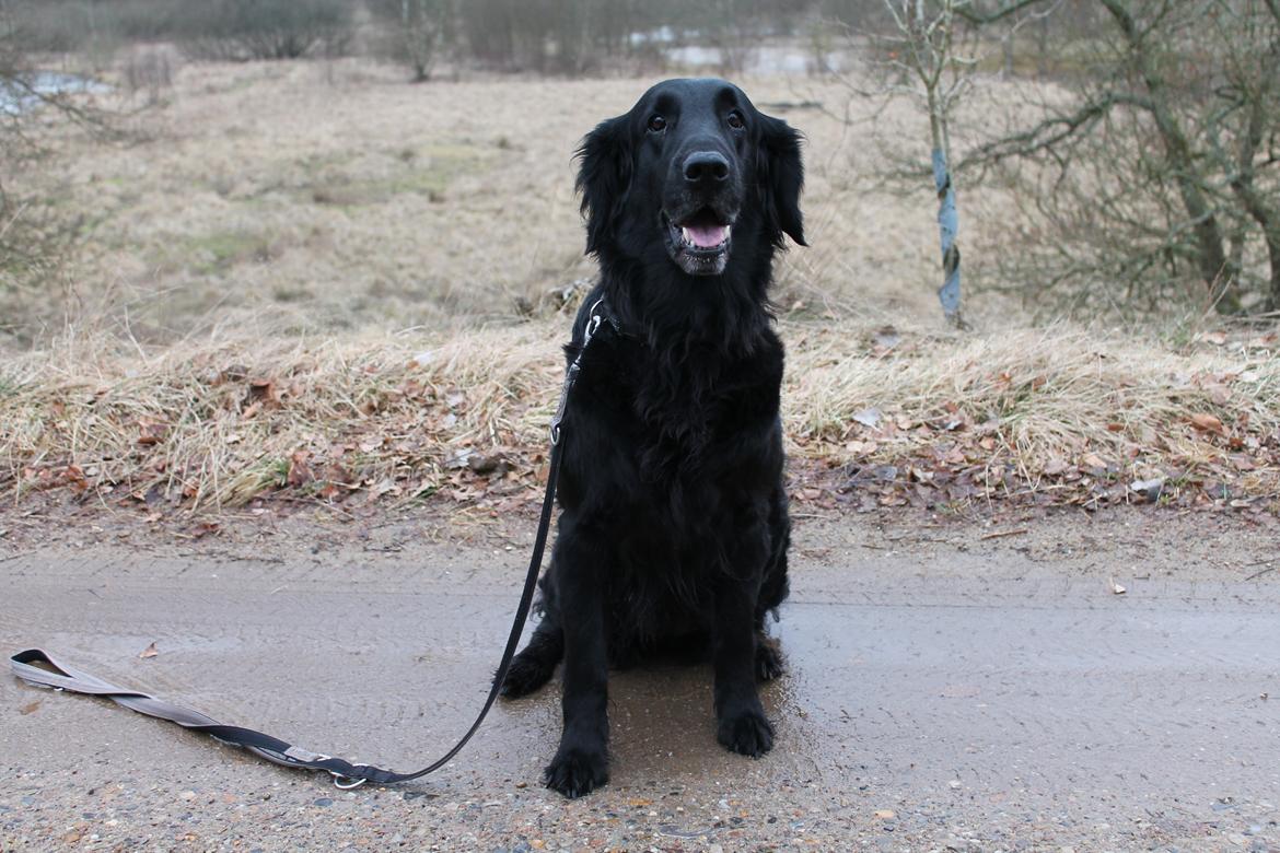 Flat coated retriever Chakur's Madonna (Donna)  billede 1