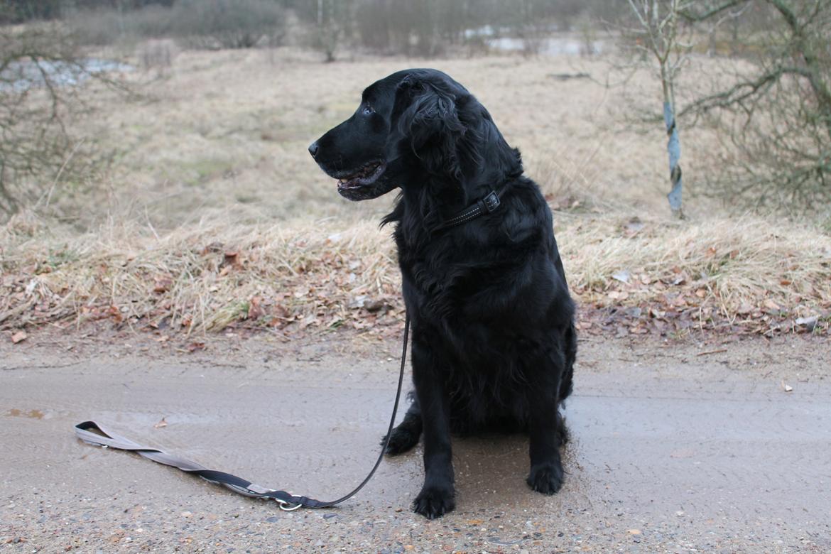 Flat coated retriever Chakur's Madonna (Donna)  billede 2