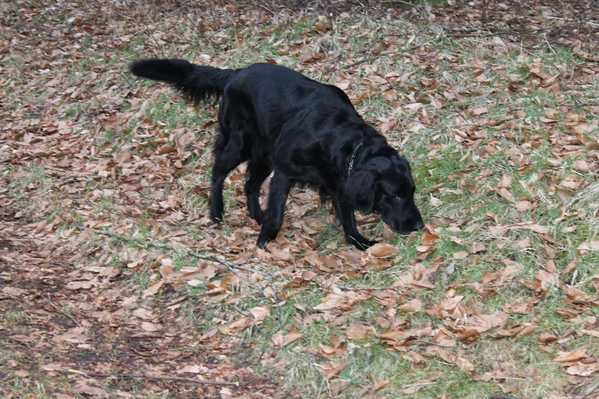 Flat coated retriever Chakur's Madonna (Donna)  billede 4