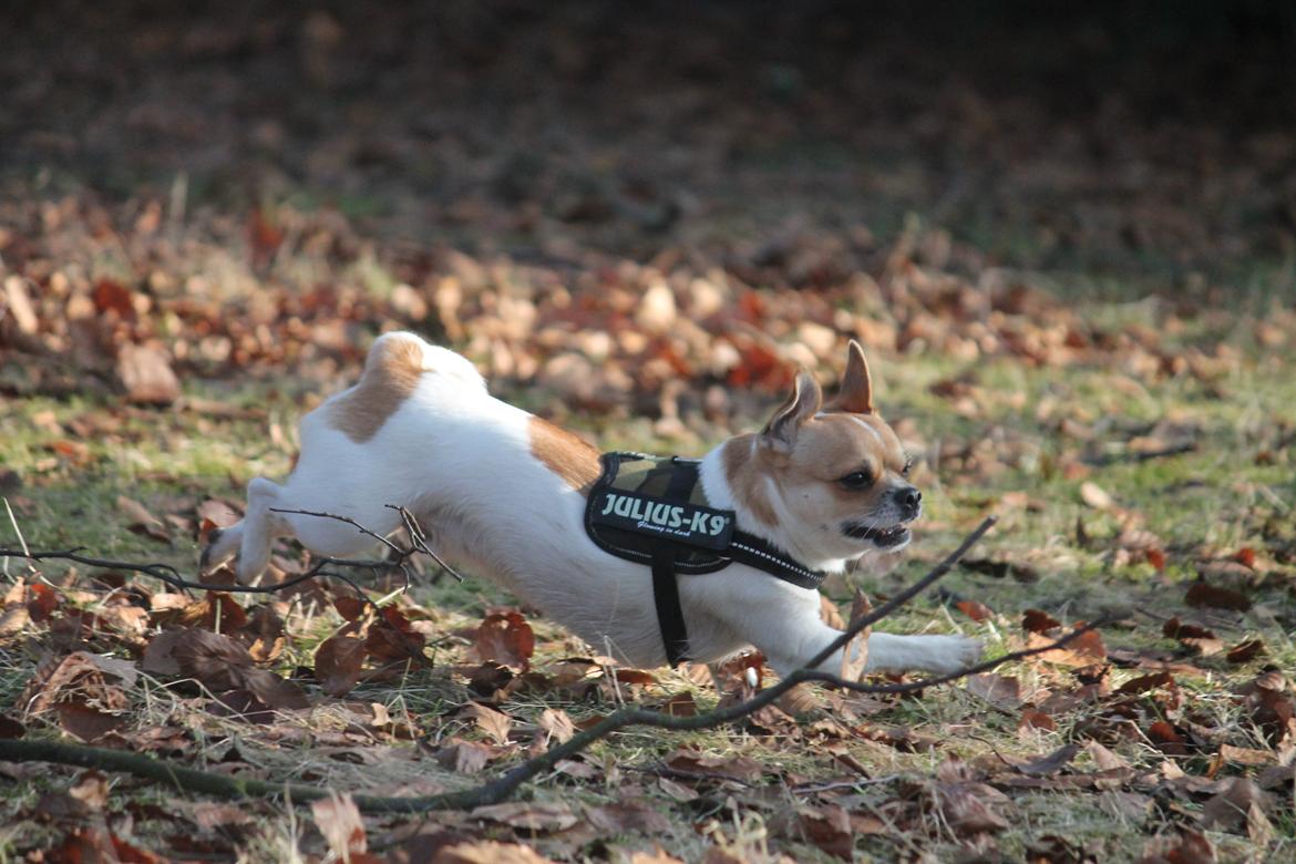 Chihuahua Milo - 28/2 2013 billede 19