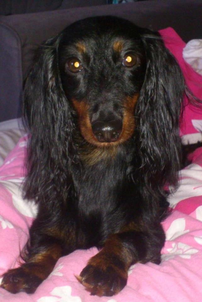 Dværggravhund Zenta - Se hvor fin jeg er :-D billede 3