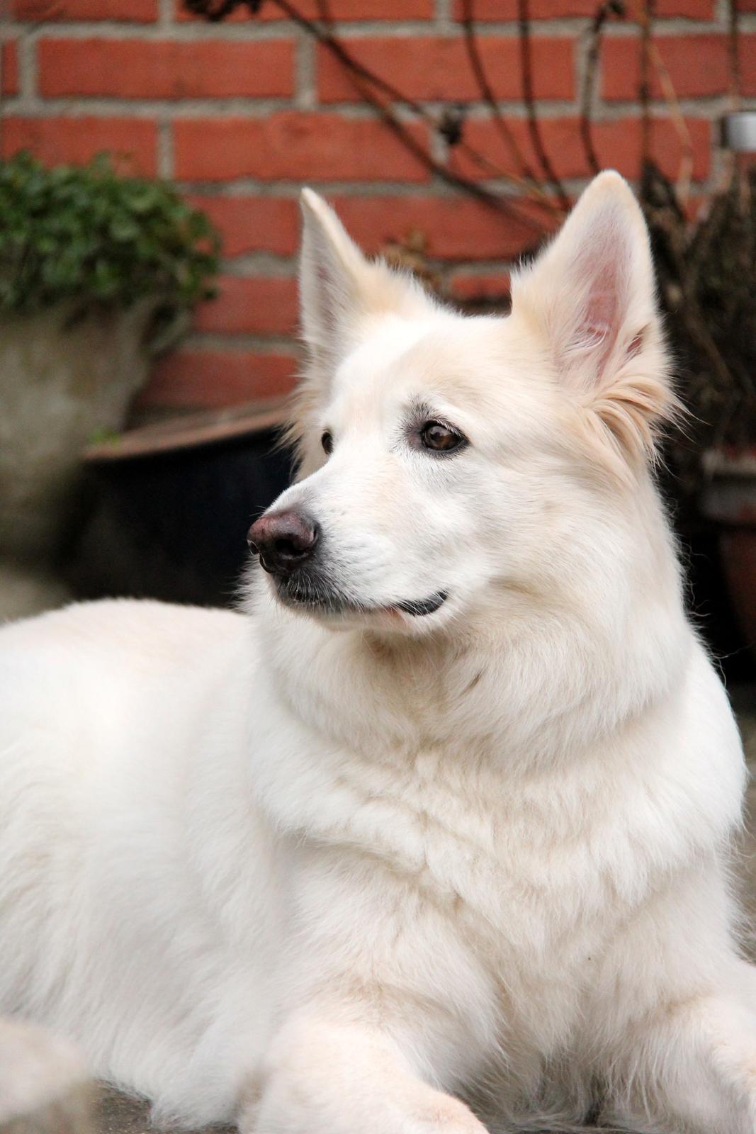 Hvid schæfer Niki billede 18