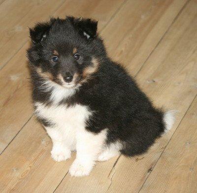 Shetland sheepdog Jessie - Kun 5 uger gammel :) billede 32
