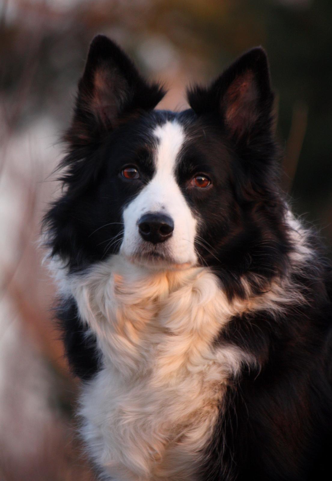 Border collie Daisy - 13 år billede 2