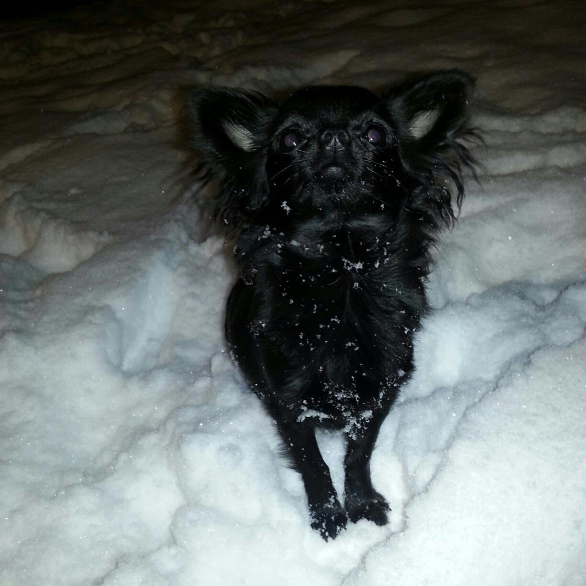 Chihuahua Baby Kitty - Baby en snevejrs aften billede 8