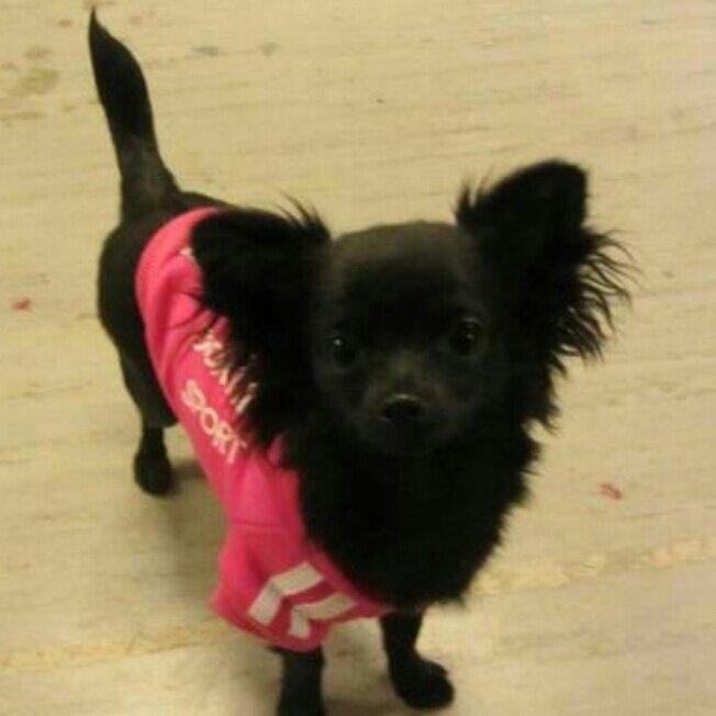 Chihuahua Baby Kitty - Til chihuahua træf billede 9