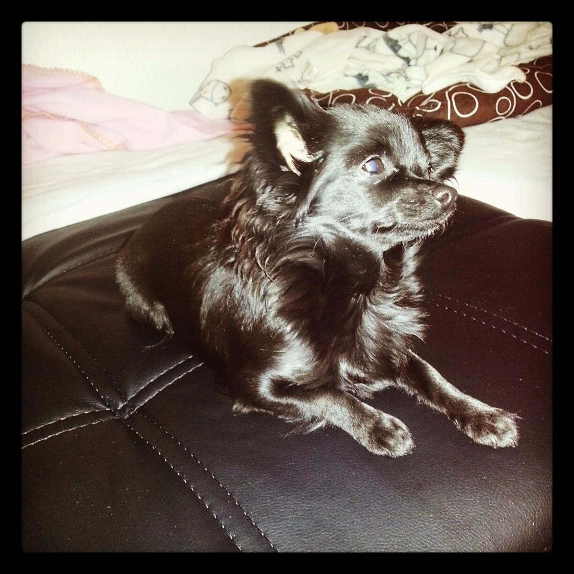 Chihuahua Baby Kitty - <3 billede 10