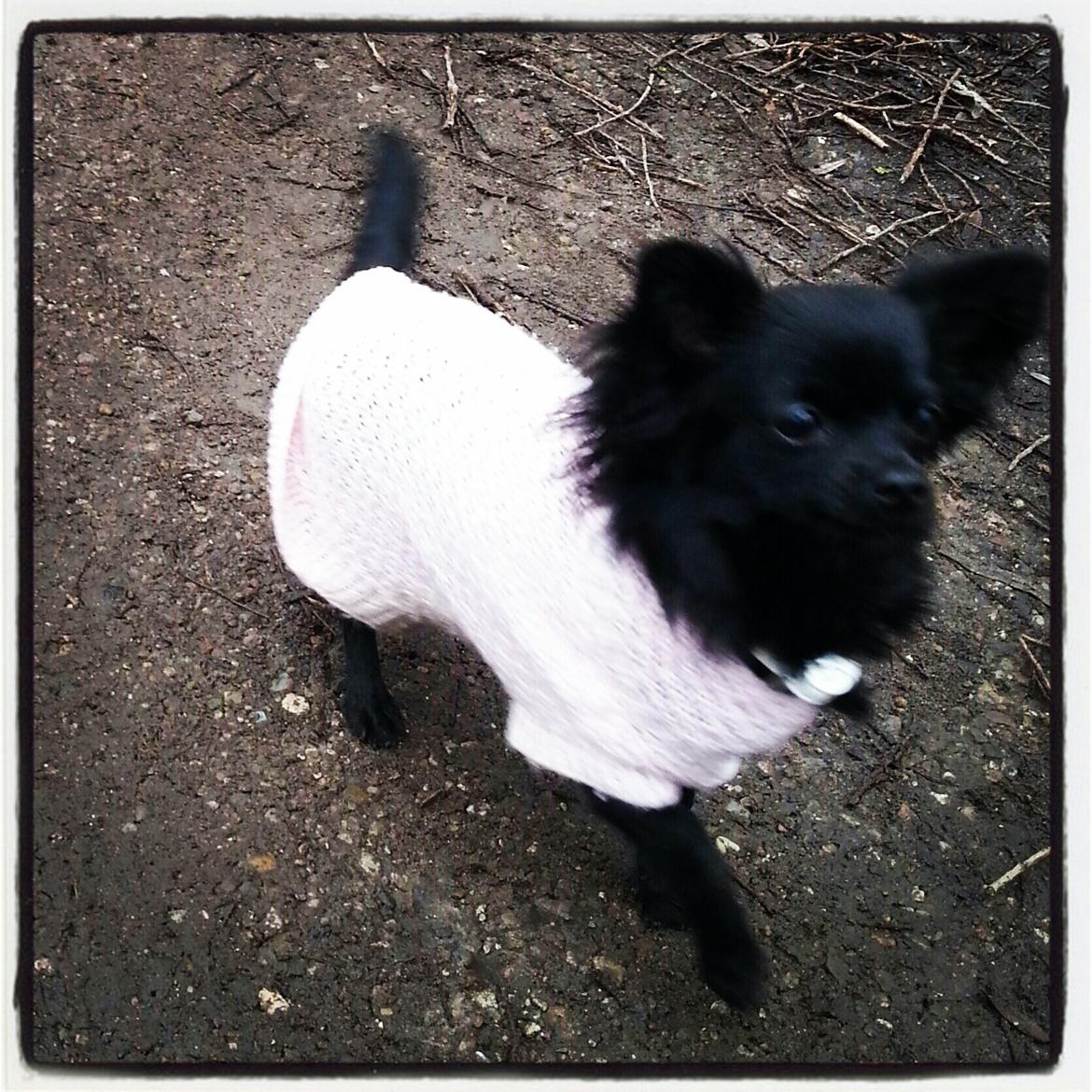 Chihuahua Baby Kitty - I parken billede 12