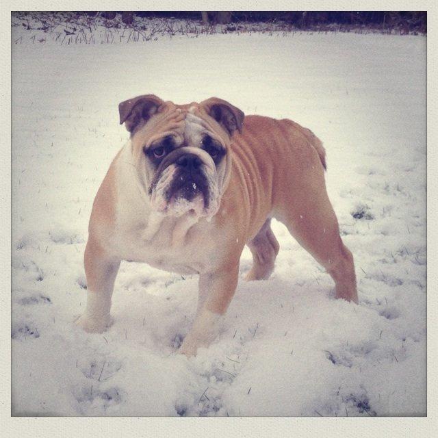 Engelsk bulldog Eigil billede 10