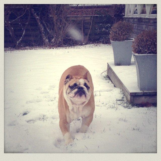 Engelsk bulldog Eigil billede 11