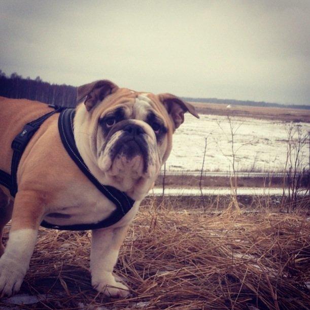 Engelsk bulldog Eigil billede 12