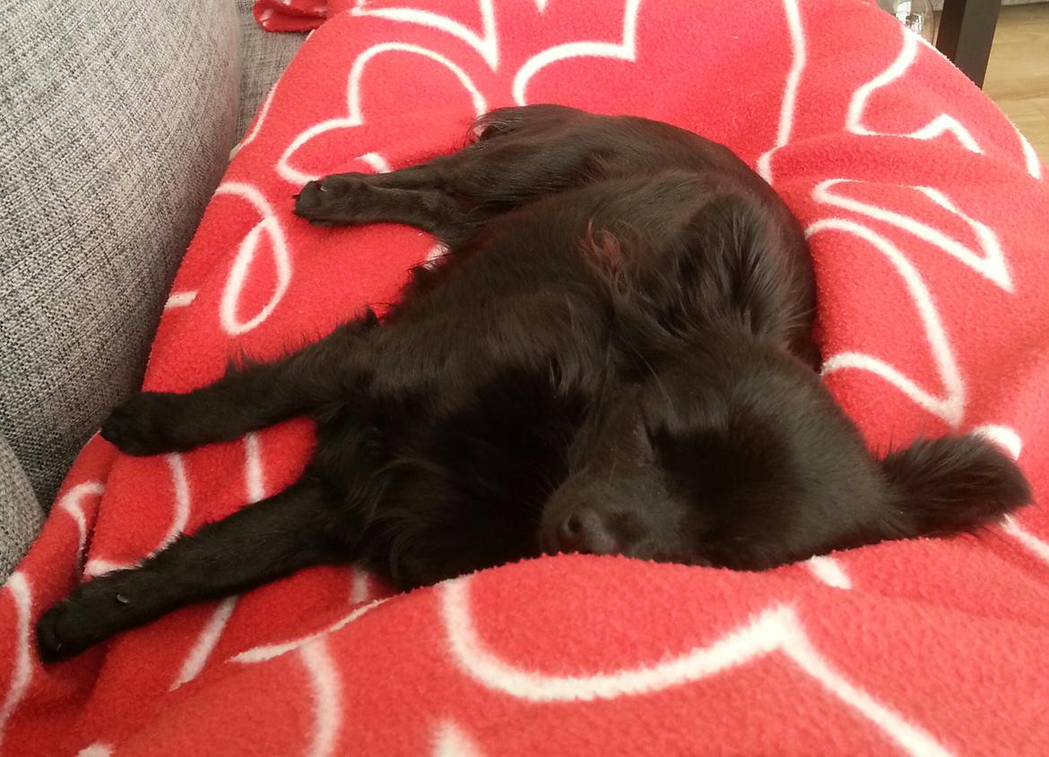 Chihuahua Baby Kitty - Baby putter billede 14