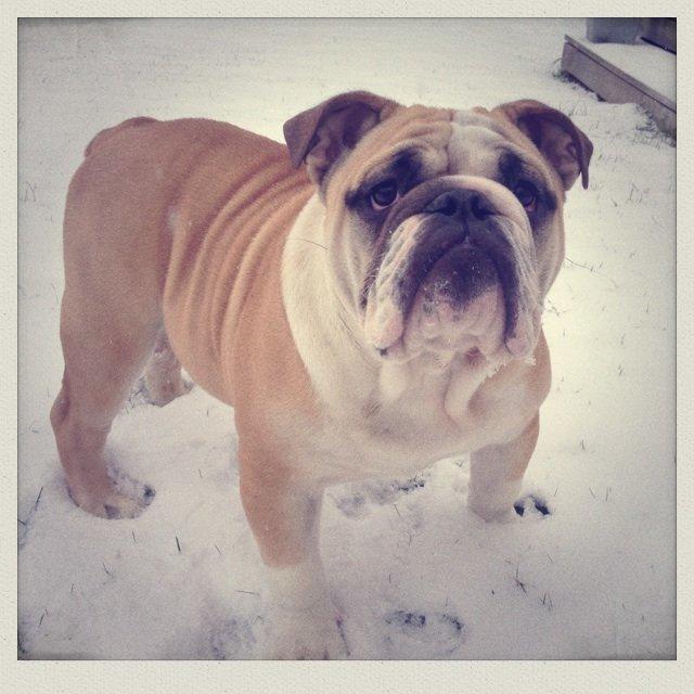 Engelsk bulldog Eigil billede 13