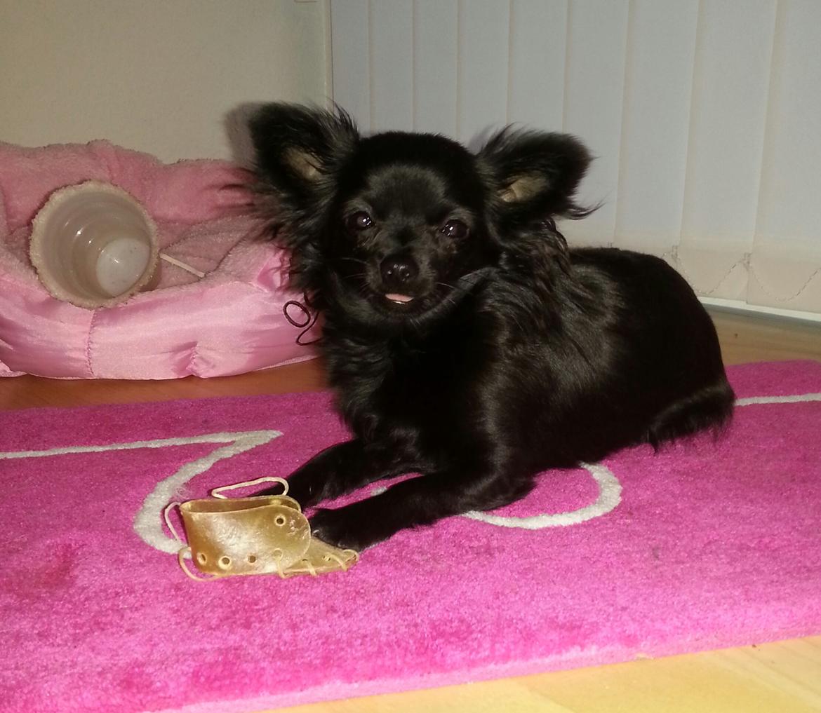 Chihuahua Baby Kitty - Baby tygger ben billede 15