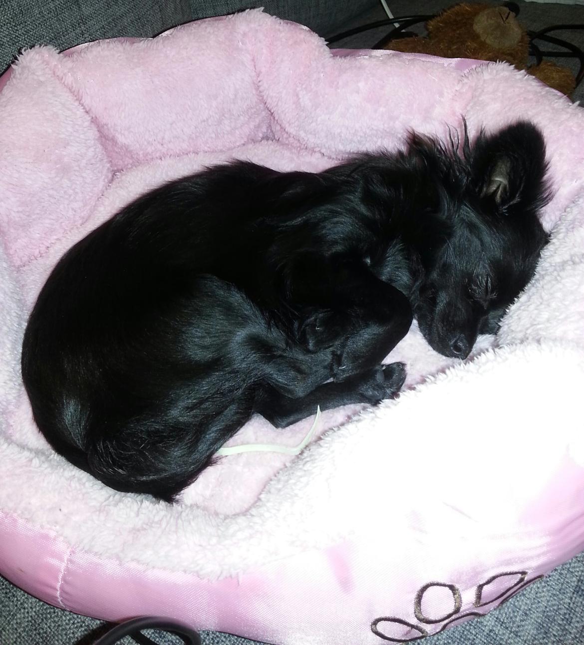 Chihuahua Baby Kitty - ZzzZz billede 16