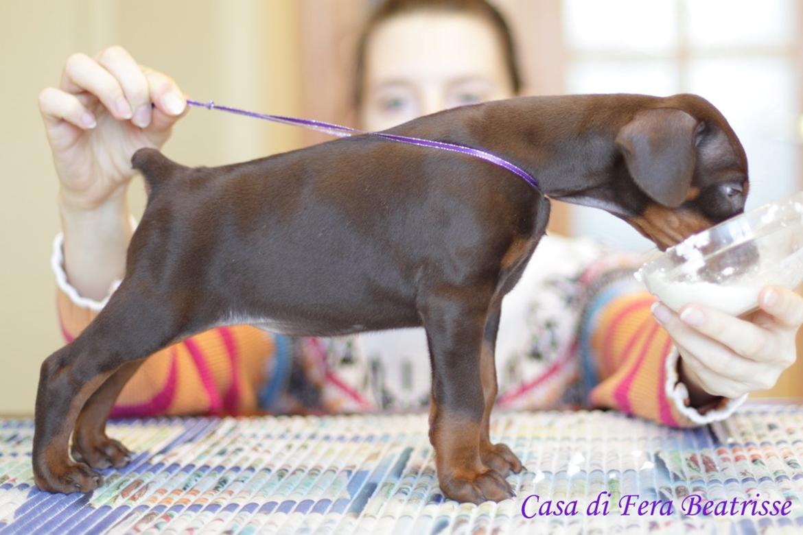 Dobermann Casa di fera Beatrisse billede 4