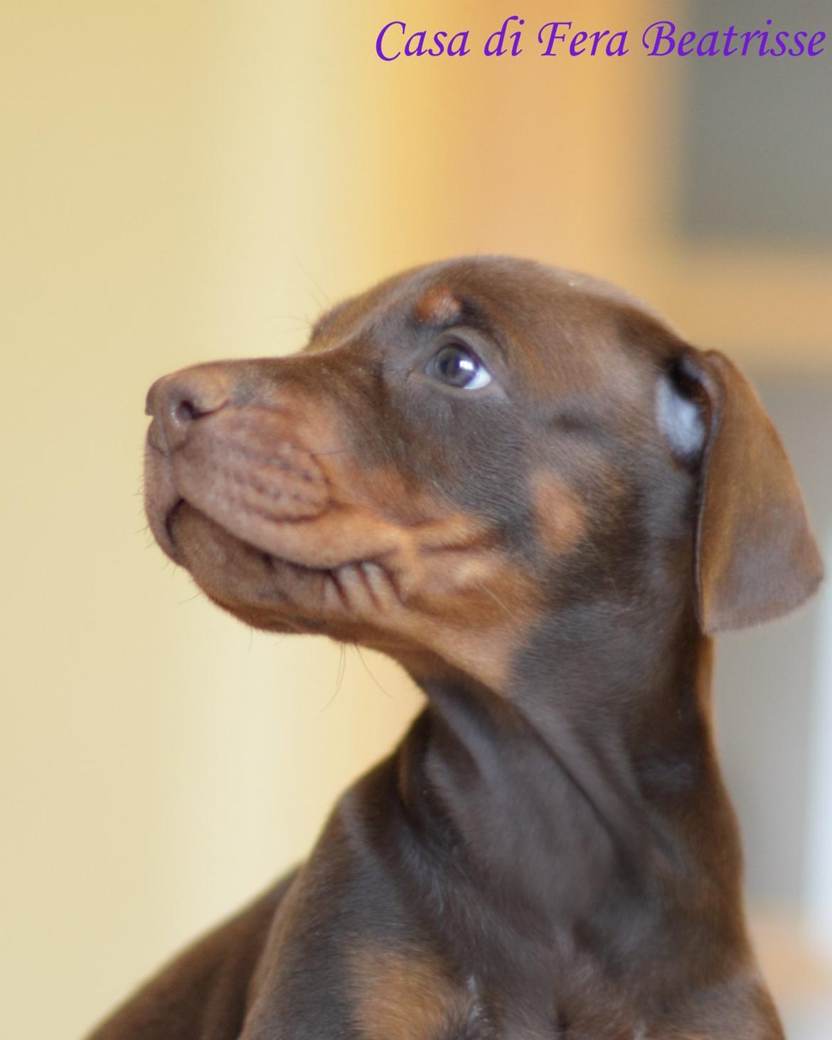 Dobermann Casa di fera Beatrisse billede 5