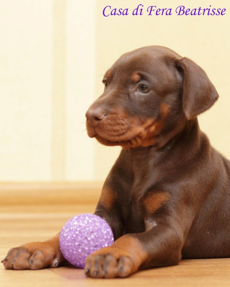 Dobermann Casa di fera Beatrisse billede 7