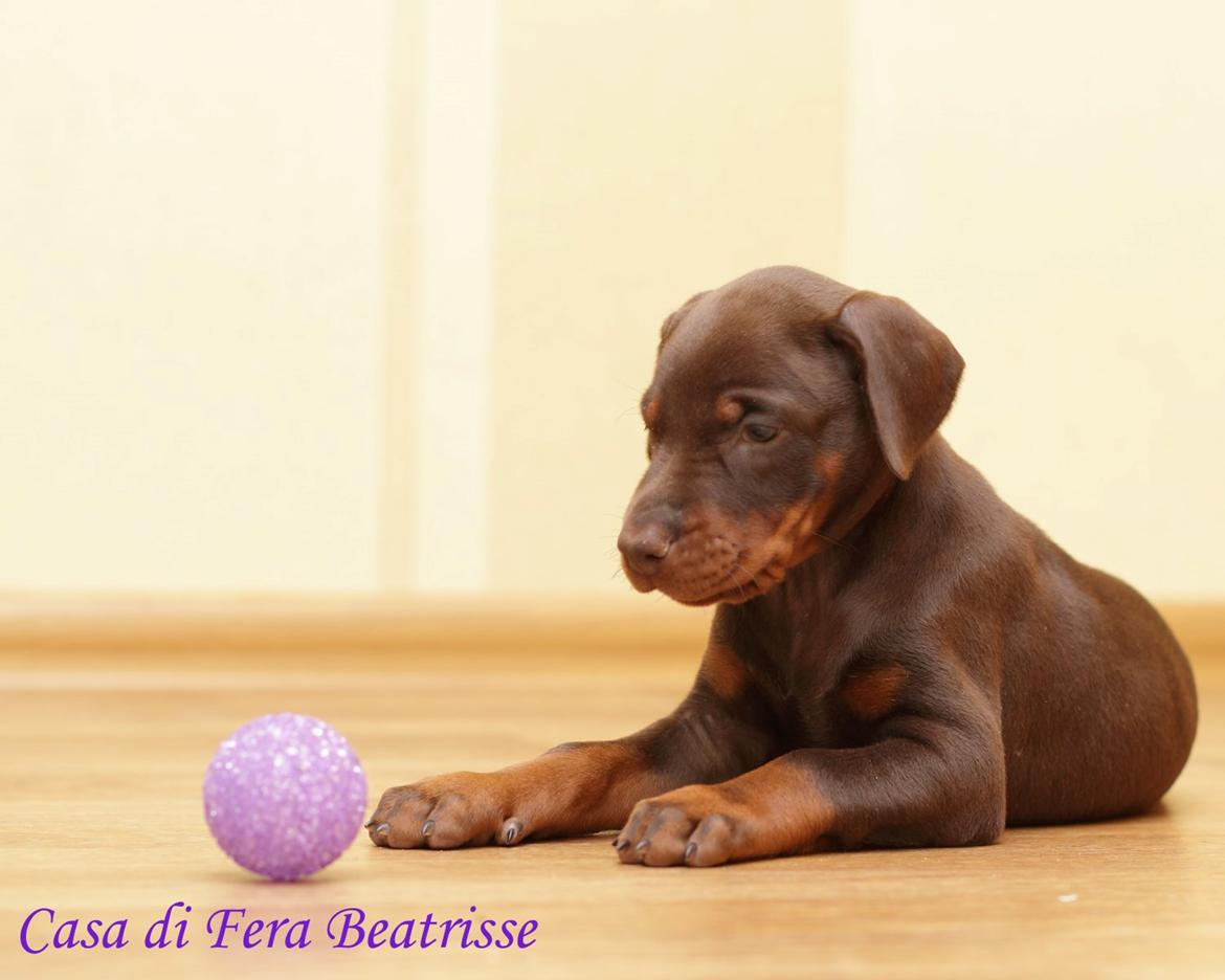 Dobermann Casa di fera Beatrisse billede 9