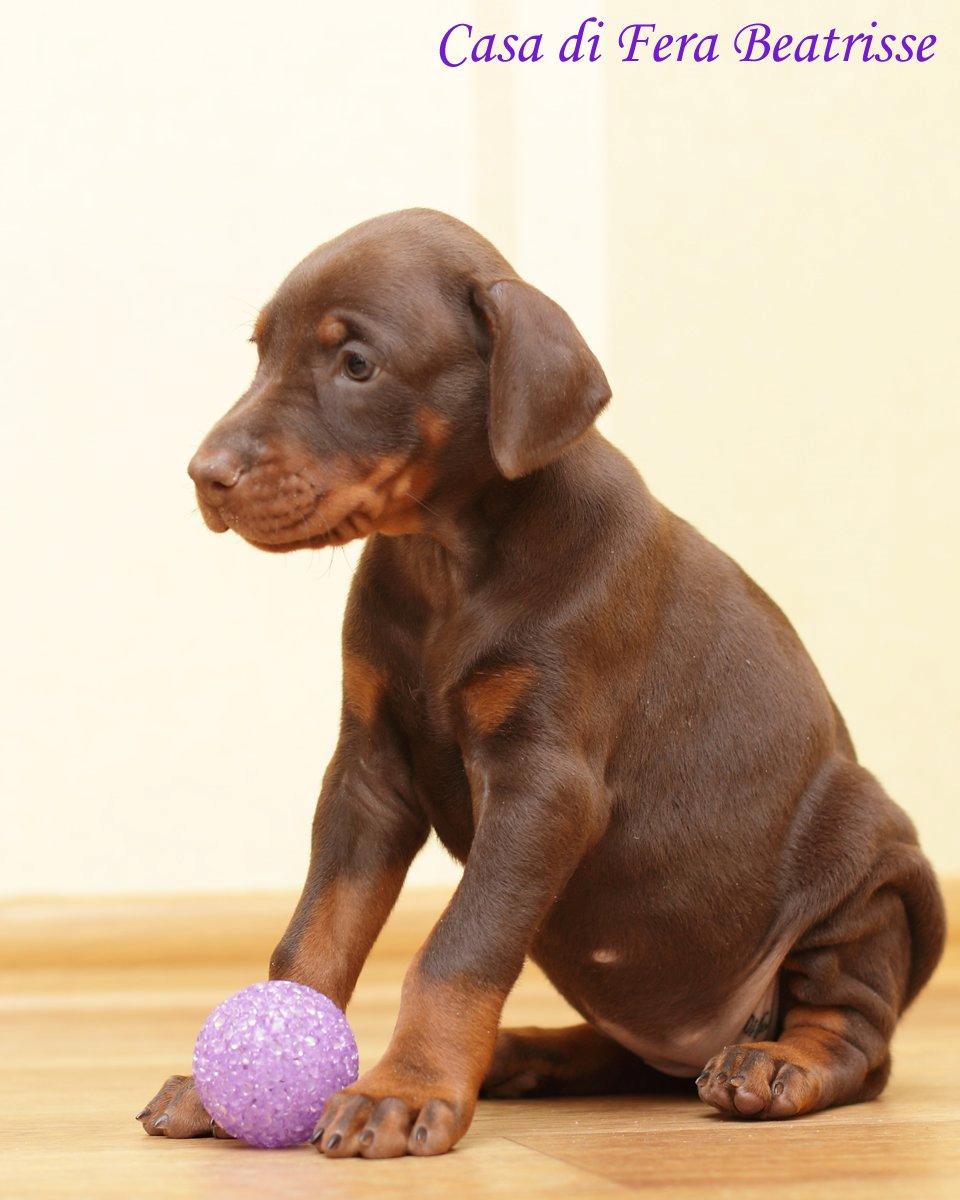 Dobermann Casa di fera Beatrisse billede 11