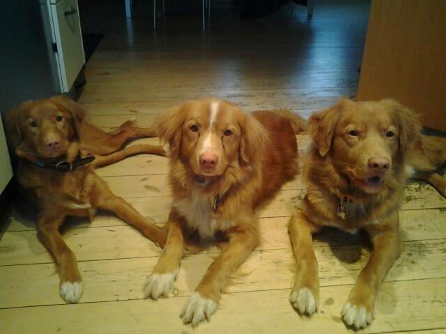 Nova scotia duck tolling retriever Alberte - Alberte, Rufus og Zippo, venter på at få godbider billede 15