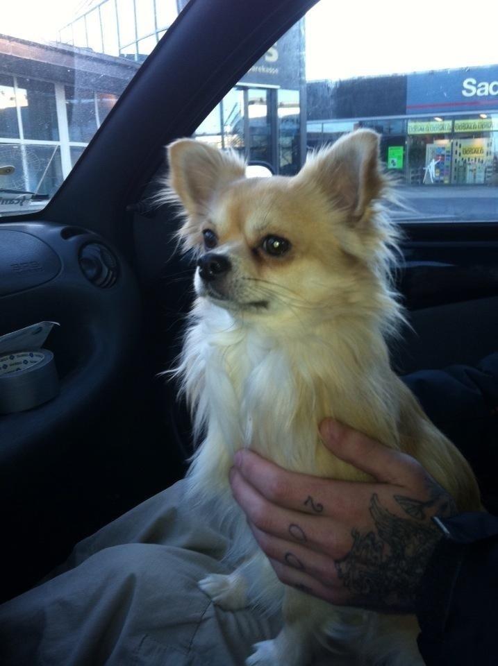 Chihuahua "Big" Mac billede 2