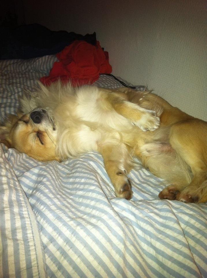 Chihuahua "Big" Mac billede 3