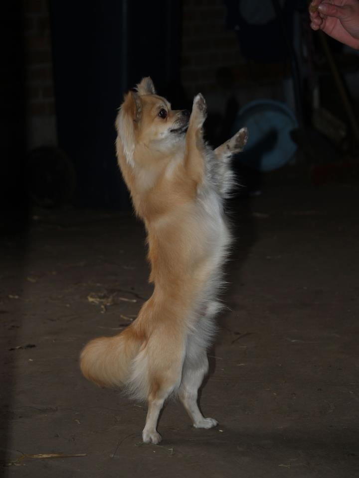 Chihuahua "Big" Mac billede 4