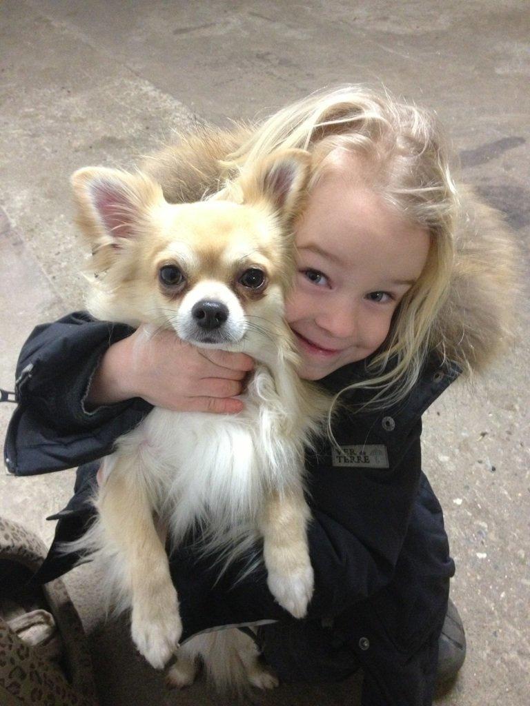 Chihuahua "Big" Mac billede 5