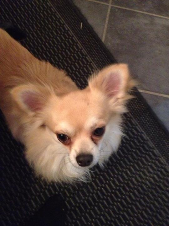 Chihuahua "Big" Mac billede 6