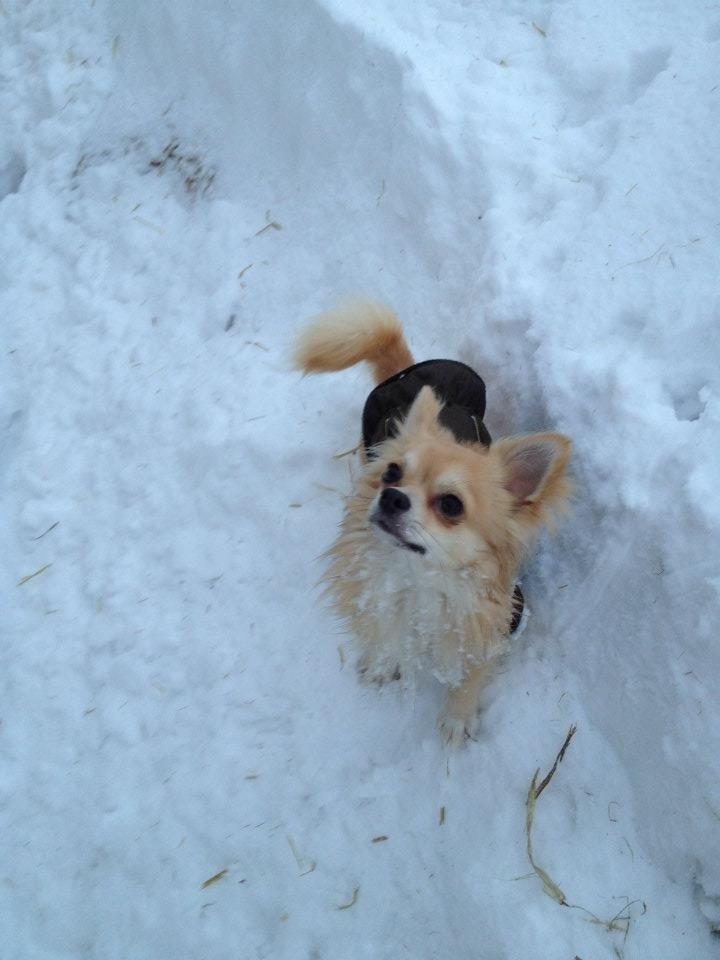 Chihuahua "Big" Mac billede 8