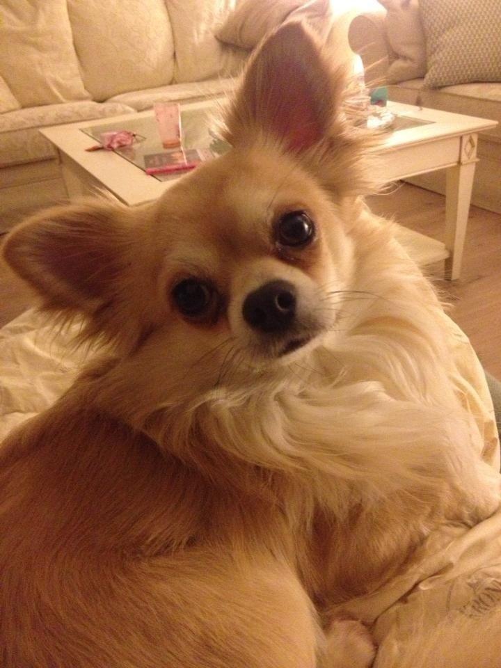 Chihuahua "Big" Mac billede 7