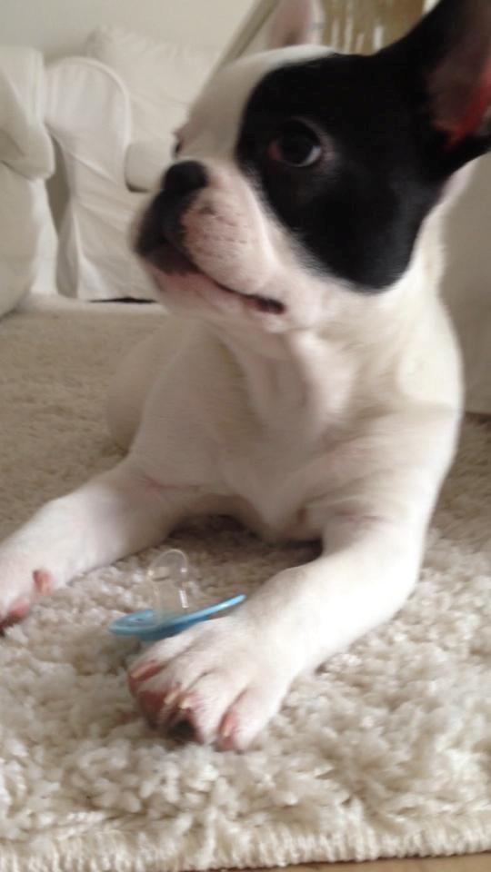 Fransk bulldog Messi - 3 1/2 mdr. og utrolig glad for sin sut.  billede 1