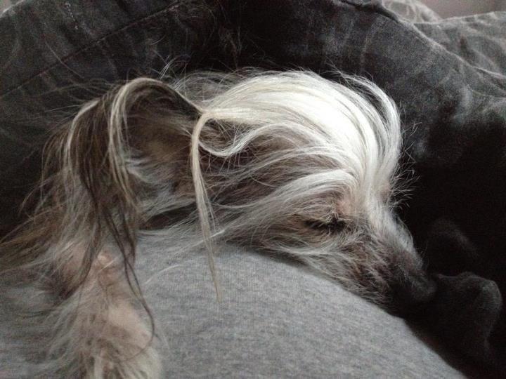 Chinese crested hårløs Cronhammar's Imperial China billede 18