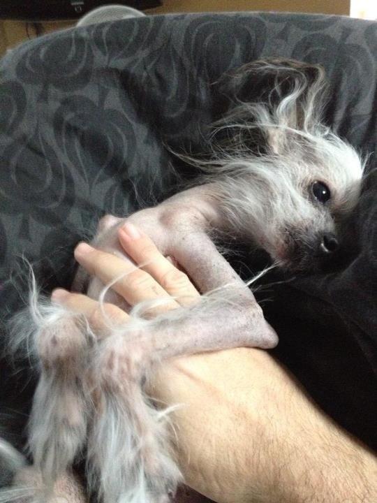 Chinese crested hårløs Cronhammar's Imperial China billede 19