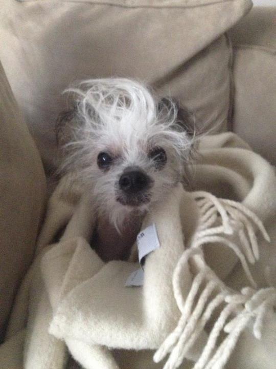 Chinese crested hårløs Cronhammar's Imperial China billede 20