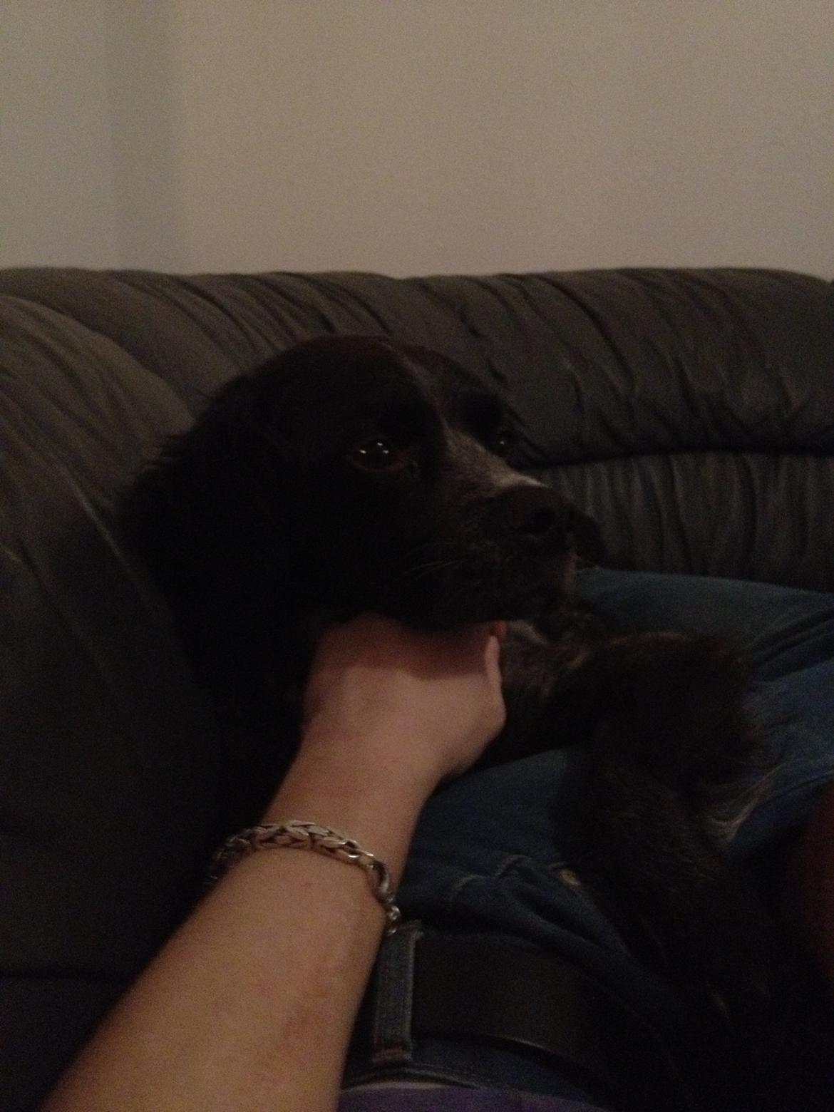 Breton Niko billede 10