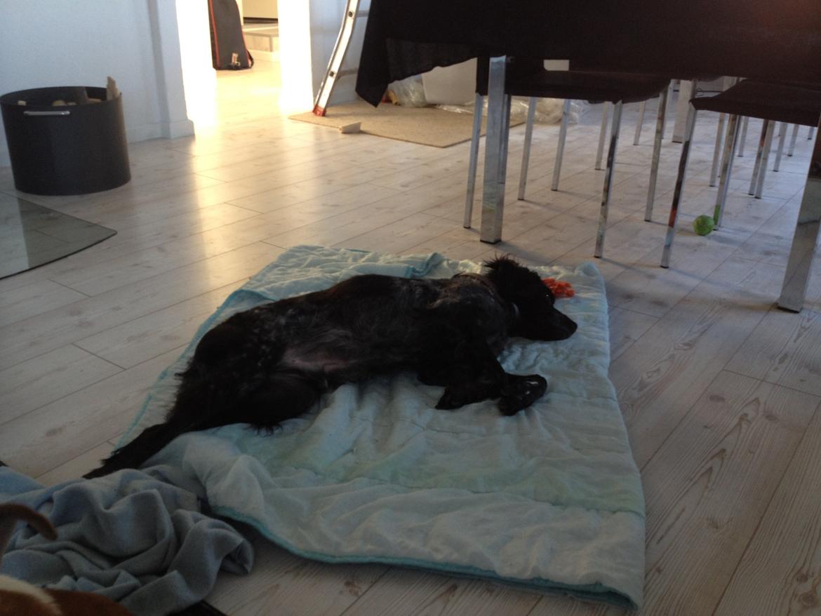 Breton Niko billede 11