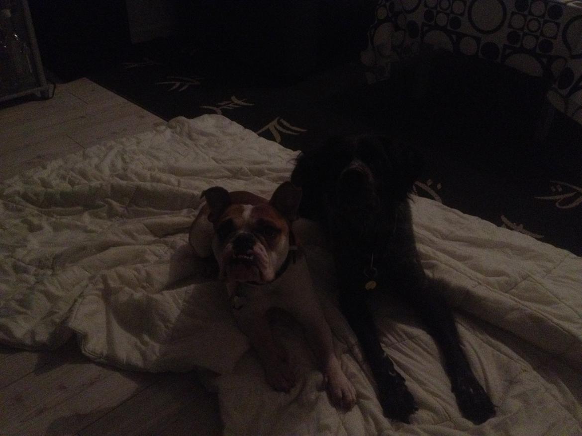 Breton Niko billede 12