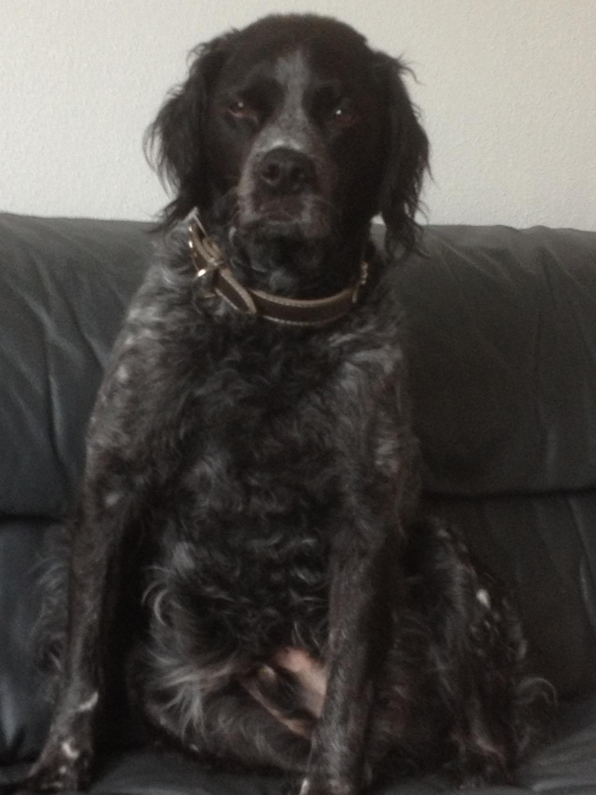 Breton Niko billede 13